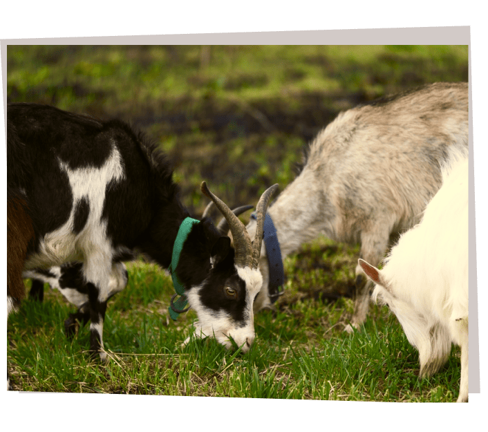Why Choose Maui Grazing Co